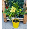 limequat citrus 4 - La jardinerie de pessicart nice - Livraison a domicile nice 06 plantes vertes terres terreaux jardinage