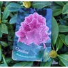 rhododendron la jardinerie de pessicart nice  (3)