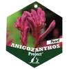 Anigozanthos rose Pot Ø 17 cm - La Jardinerie de Pessicart Nice 06100