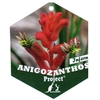 Anigozanthos rouge Pot Ø 17 cm - La Jardinerie de Pessicart Nice 06100
