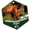 Anigozanthos orange Pot Ø 17 cm - La Jardinerie de Pessicart Nice 06100