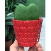hoya kerrii lucky heart red rouge valentin 5 - La jardinerie de pessicart nice - Livraison a domicile nice 06 plantes vertes terres terreaux jardinage arbres cactus