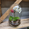 terrarium - Ja jardienrie de pessicart- Livraison Nice Saint Valentin GRATUITE (5)