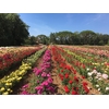 culture rosier chambret 2 - La Jardinerie de Pessicart Nice 06100