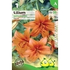 lys asiatique enchantement pochette de 1 bulbe les doigts verts - La jardinerie de pessicart nice - Livraison a domicile nice 06 plantes vertes terres terreaux jardinage arbres cactus