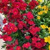 Némésia pot de 14 cm rouge-la jardinerie de pessicart nice