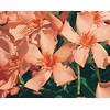 laurier-rose-a-fleurs-double abricot-la jardinerie de pessicart nice