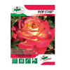 rosier pop star-la jardinerie de pessicart nice 06100
