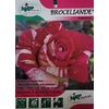 rosier buisson broceliande-la jardinerie de pessicart nice
