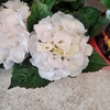 Hortensia blanc P14 - La Jardinerie de Pessicart Nice 06100