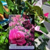 rosier-grimpant-a-grandes-fleurs-lajardinerie de pessicart nice 06100