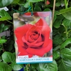 rosier-buisson-rouge-a-grandes-fleurs-la-jardinerie de pessicart nice 06100