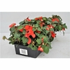 impatiens-b10  La jardinerie de Pessicart NICE 06100