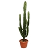 euphorbia-eritrea-h145-p35 La jardinerie de Pessicart NICE 06100