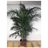 kentia-fosteriana-300-350-p50  La jardinerie de Pessicart NICE 06100