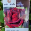 Papa Meilland-La Jardinerie de Pessicart Nice 06100