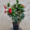 Dipladénia arceaux hauteur 4050 cm pot de 2 litres - rouge - La Jardinerie de Pessicart Nice 06100