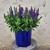 Sauge - Pot 17 cm - bleu - La Jardinerie de Pessicart Nice 06100