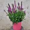 Sauge - Pot 17 cm - rose - La Jardinerie de Pessicart Nice 06100