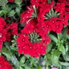 Verveine des jardin rouge - La Jardinerie de Pessicart Nice 06100