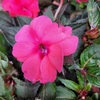 Sunpatiens pot de 14 cm (1.5L) - rose - La Jardinerie de Pessicart Nice 06100
