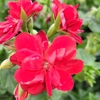 géranium lierre rouge - La Jardinerie de Pessicart Nice 06100