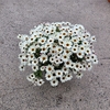 Anthémis - Pot Ø 17 cm (3L) - blanc - La Jardinerie de Pessicart Nice 06100