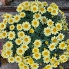 Anthémis - Pot Ø 19 cm (3L) - jaune - La Jardinerie de Pessicart Nice 06100