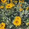 Gazania rampant pot de 14cm 1.5 litre jaune-La Jardinerie de Pessicart Nice 06100