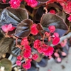 Bégonia double Fleurs rouges pot  14 cm-La Jardinerie de Pessicart Nice 06100