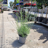 lavandula officinalis (3)  La jardinerie de Pessicart NICE 06100