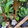 Bananier rouge (Ensete ventricosum) pot 3L-La Jardinerie de Pessicart Nice 06100