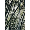 Bambou nigraLa Jardinerie de Pessicart Nice 06100