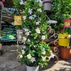 Dipladénia Palissé sur arceaux de bambou - Hauteur 100 cm - Pot Ø 17 cm - blanc-La Jardinerie de Pessicart Nice 06100