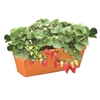 jardiniere fraisiers TC 51  La jardinerie de Pessicart NICE 06100