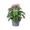 pentas-p14-2  La jardinerie de Pessicart NICE 06100