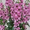 Angélonia angustifolia (l'autre geule-de-l'oup) rose - la jardinerie de pessicart 06100 Nice