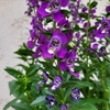 Angélonia angustifolia (l'autre geule-de-l'oup) mauve - la jardinerie de pessicart 06100 Nice