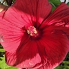 Hibiscus des Marais (Hibiscus moscheutos) - Pot Ø 19 cm - hauteur 60-70 cm - Fleurs Rouge- la jardinerie de pessicart 06100 Nice