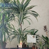 Dracéna Fragrans - Pot 17 cm - Hauteur 40-50 cm-la-jardinerie de pessicart nice 06100