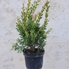 Callistemon laevis - pot 10 litres hauteur 50-60 cm-la jardinerie de pessicart 06100 Nice