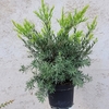 Callistemon Masotti - pot 10 litres hauteur 50-60 cm-la jardinerie de pessicart 06100 Nice