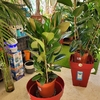 Ficus Elastica Robusta pot Ø 27 cm hauteur 80-100 cm-la jardinerie de pessicart 06100 Nice