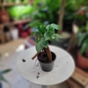 Ficus microcarpa ginseng-la jardinerie de pessicart 06100 Nice