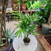Chamaedorea elegans-la jardinerie de pessicart 06100 Nice