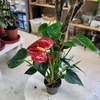 Anthurium andraeanum-la jardinerie de pessicart 06100 Nice