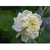 jasmin sambac-la jardinerie de pessicart 06100 Nice