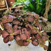 Fitonia albivenis-la jardinerie de pessicart 06100 Nice