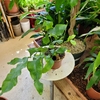 Phlebodium aureum-la jardinerie de pessicart 06100 Nice
