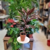 Cordyline fruticosa hauteur 20 cm pot terre cuite-la jardinerie de pessicart 06100 Nice
